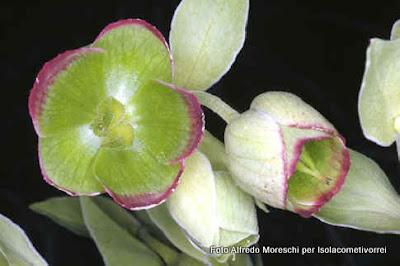 Ellebori, specie del genere Helleborus