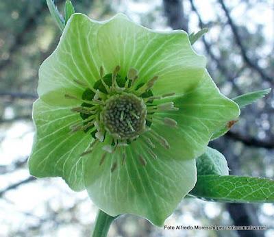 Ellebori, specie del genere Helleborus