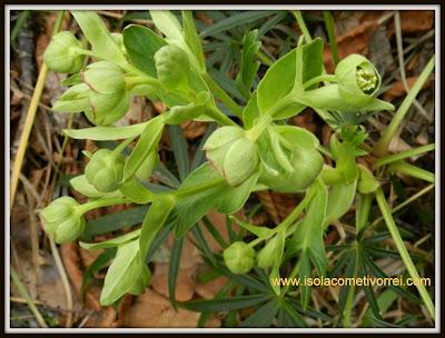 Ellebori, specie del genere Helleborus