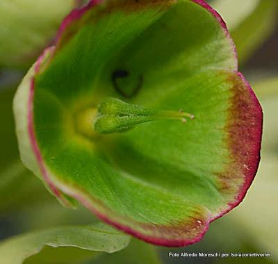 Ellebori, specie del genere Helleborus