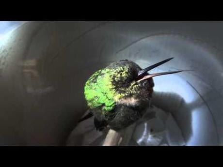 0 I Colibrì russano nel sonno | VIDEO