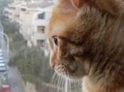 Auguri maestro Rossini!