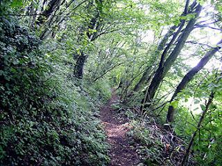 In quella parte di bosco