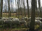 campagna. giorno quasi primavera, gregge pecore