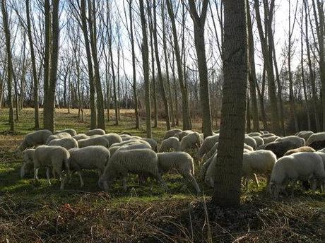 In campagna. Un giorno di quasi primavera, un gregge di pecore