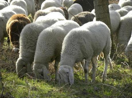 In campagna. Un giorno di quasi primavera, un gregge di pecore