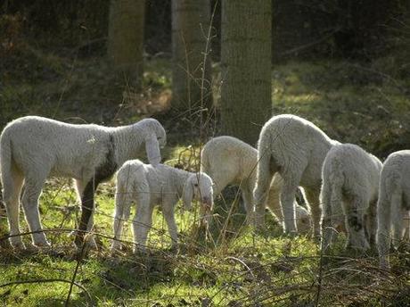 In campagna. Un giorno di quasi primavera, un gregge di pecore