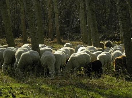 In campagna. Un giorno di quasi primavera, un gregge di pecore