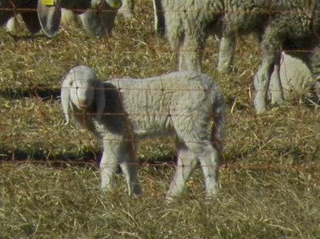 In campagna. Un giorno di quasi primavera, un gregge di pecore