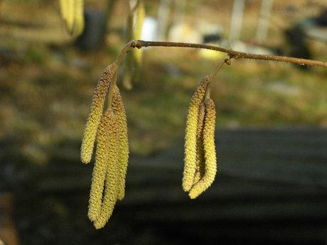 In campagna. Un giorno di quasi primavera, un gregge di pecore