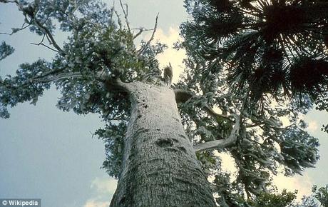 Fuoco distrugge in Florida il Senatore, il quinto albero più antico del mondo (3500 anni)