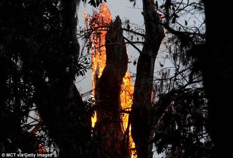 Fuoco distrugge in Florida il Senatore, il quinto albero più antico del mondo (3500 anni)