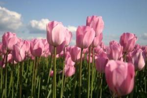 pink_tulips