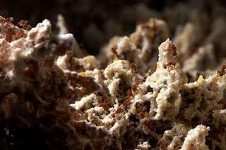 Batteri aiutano formiche tagliafoglie nella coltivazione di funghi formiche tagliafoglie funghi
