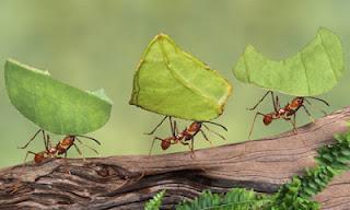 formiche tagliafoglie