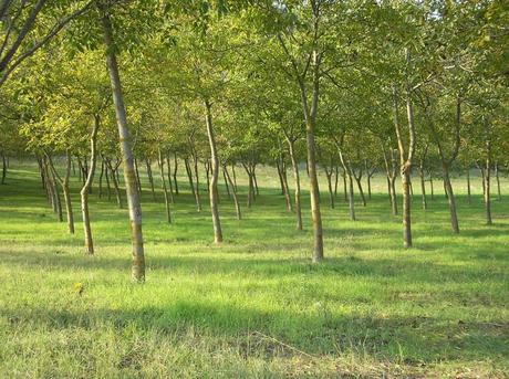 Amate i libri e volete salvare gli alberi?