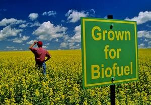 C’è crisi? Coi biocarburanti milioni di posti di lavoro
