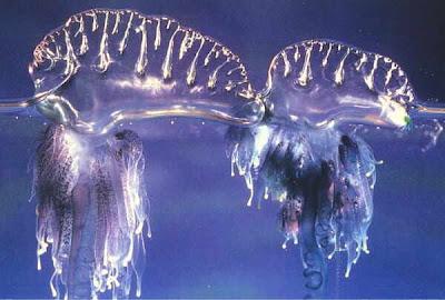 La Physalia è una colonia di organismi. con tentacoli che arrivano a dieci metri.