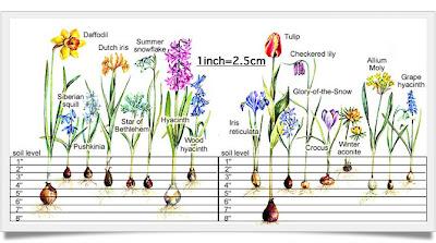 Piantare i bulbi: l'altezza Corretta