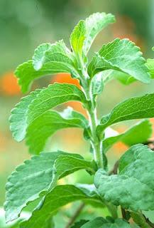 Finalmente la Stevia!