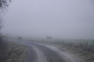 caprioli nella nebbia