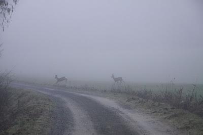 caprioli nella nebbia