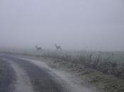 caprioli nella nebbia