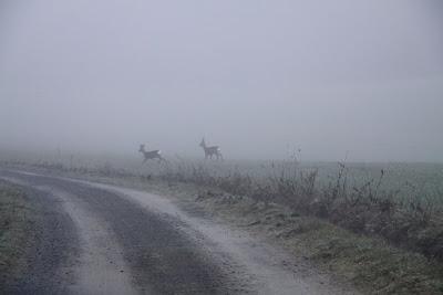 caprioli nella nebbia