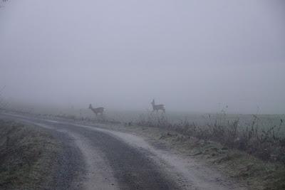 caprioli nella nebbia