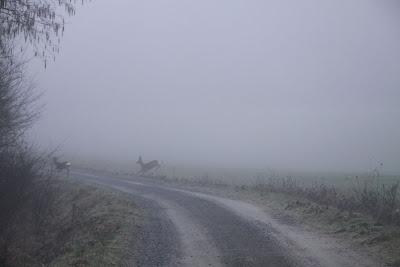 caprioli nella nebbia