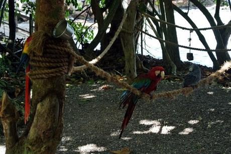 ‘Siamoappenatornati’, racconti fotografici di viaggio: i Caraibi Magici di Costa Atlantica (III). Ocho Rios.