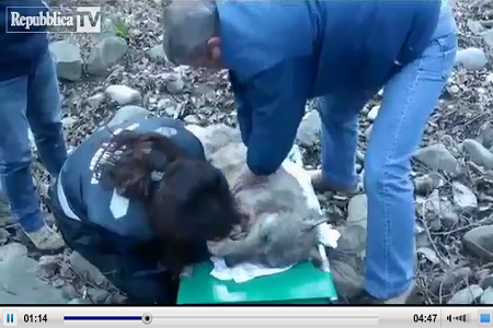 Navarre lupo salvato Lupo “Navarre” salvato con respirazione bocca a bocca | VIDEO