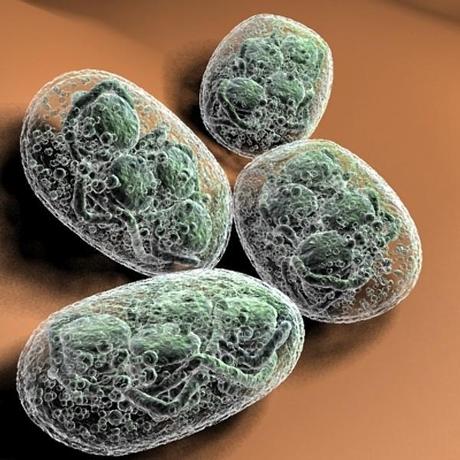 Un'ameba fotosintetica per capire qualcosa in più sull'origine dei cloroplasti