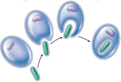 Un'ameba fotosintetica per capire qualcosa in più sull'origine dei cloroplasti