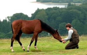 War Horse