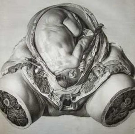 Anatomia Uteri Gravidi, 1774
