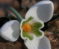 Galanthus nivalis(bucaneve)