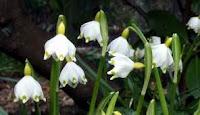 Galanthus nivalis(bucaneve)