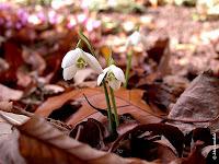 Galanthus nivalis(bucaneve)