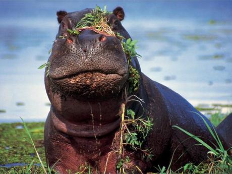 Ragazzo sbranato da un ippopotamo in Kenya