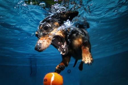 A diving dachshund pursue 018 Galleria fotografica divertentissima: cani che si tuffano !