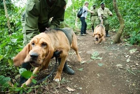 Dodi e Lily, l’ultima arma per sconfiggere i bracconieri che fanno strage di elefanti nei parchi africani