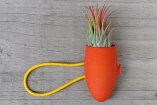 una pianta per amica!