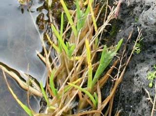 antartide poa annua