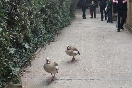 Una Princi a Roma