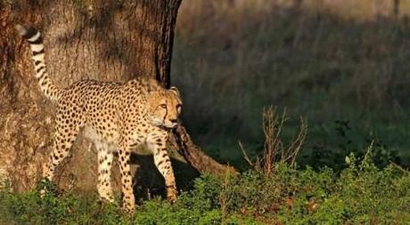 Il Nuovo Parco Zoologico di Rabat