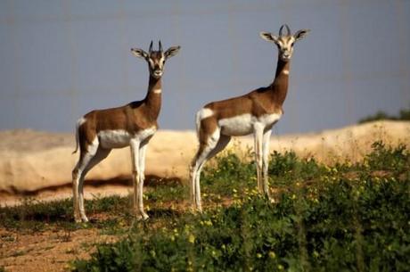 Il Nuovo Parco Zoologico di Rabat