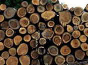 Bellimbusto Arte. L’artista invisibile