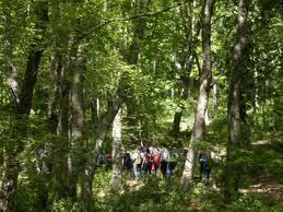 Sky fa ammenda e pianta alberi, dove? Vota per il Parco nazionale del Gargano