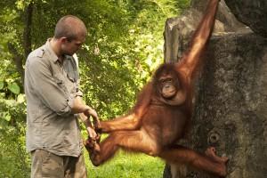 Scienziati si accorgono che l’uomo è uomo e la scimmia è scimmia